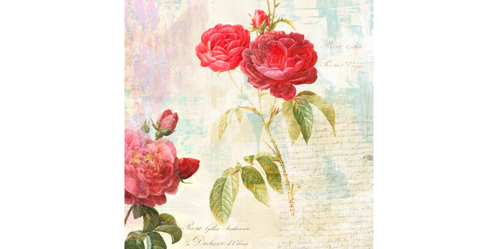 Eric Chestier - Redouté's Roses 2.0 - II