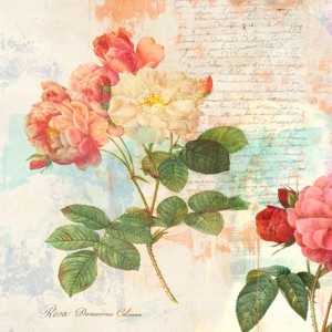Eric Chestier - Redouté's Roses 2.0 - I