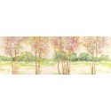 Lucas - Bosco di betulle II