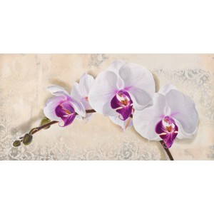 Elena Dolci - Royal Orchid