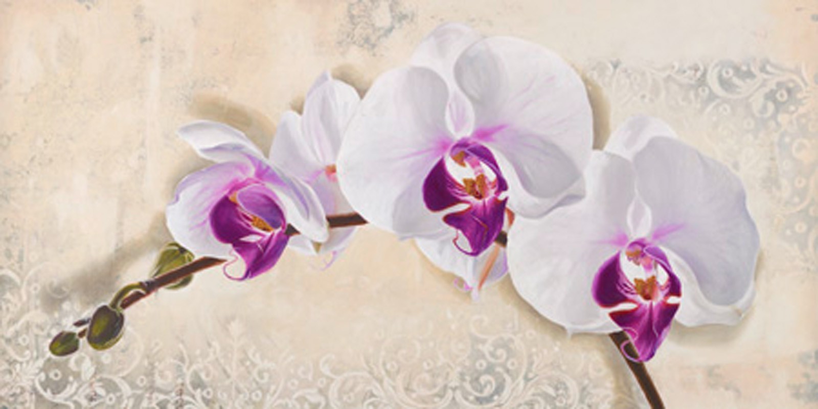 Elena Dolci - Royal Orchid
