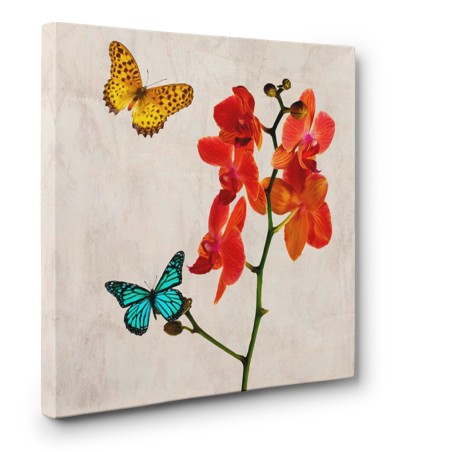 Teo Rizzardi - Orchids & Butterflies II