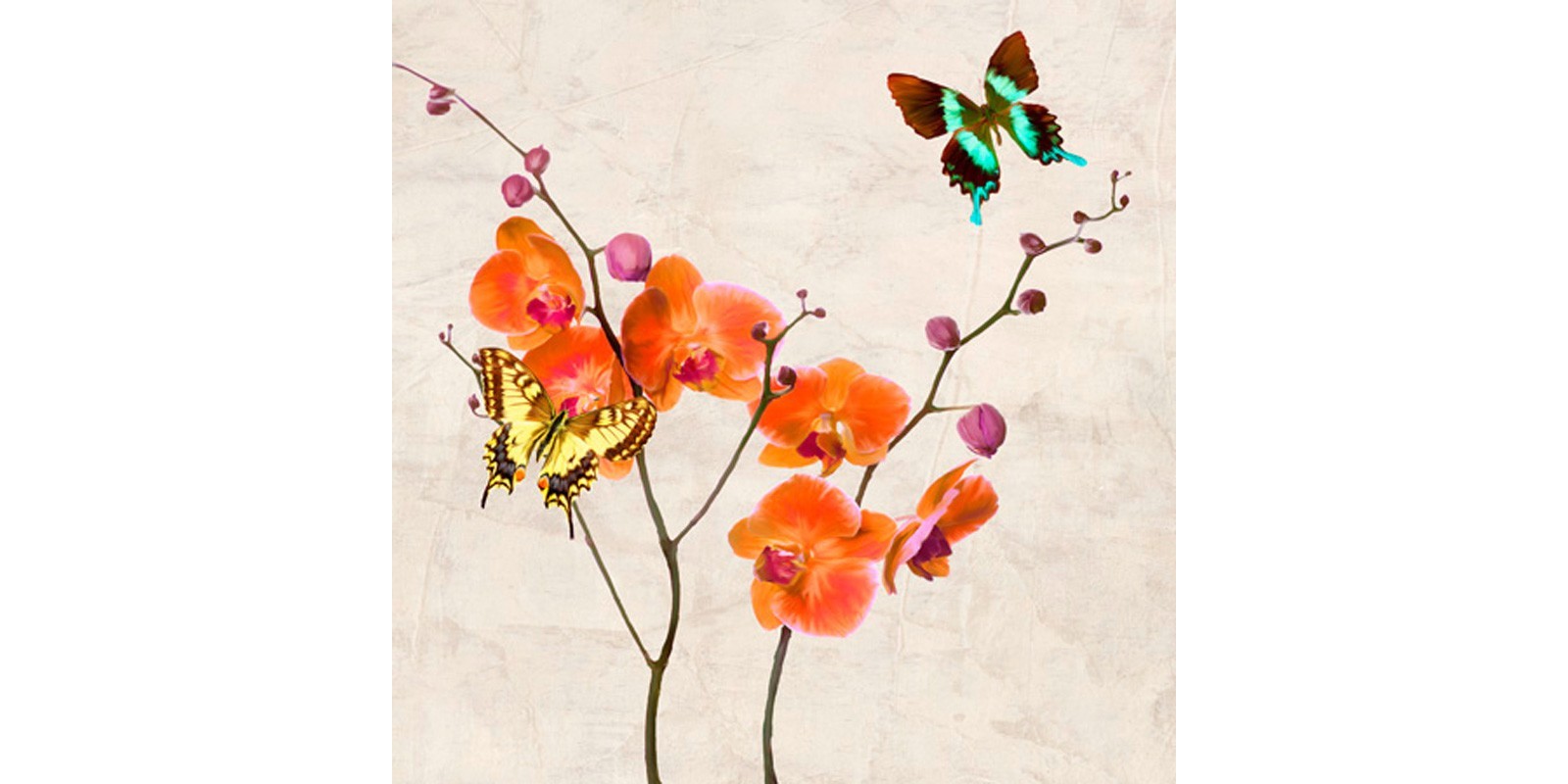 Teo Rizzardi - Orchids & Butterflies I