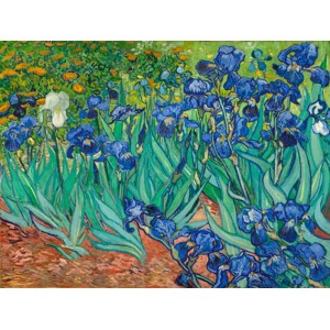 Vincent Van Gogh - Irises