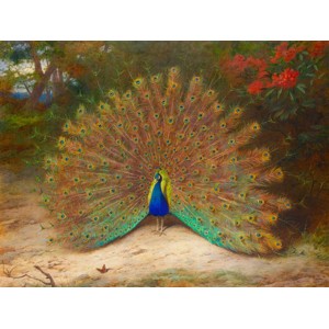 Archibald Thorburn - Peacock and Peacock Butterfly
