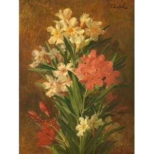 Pierre Adrien Chabal-Dussergey - Rot und weiß blühender Oleander