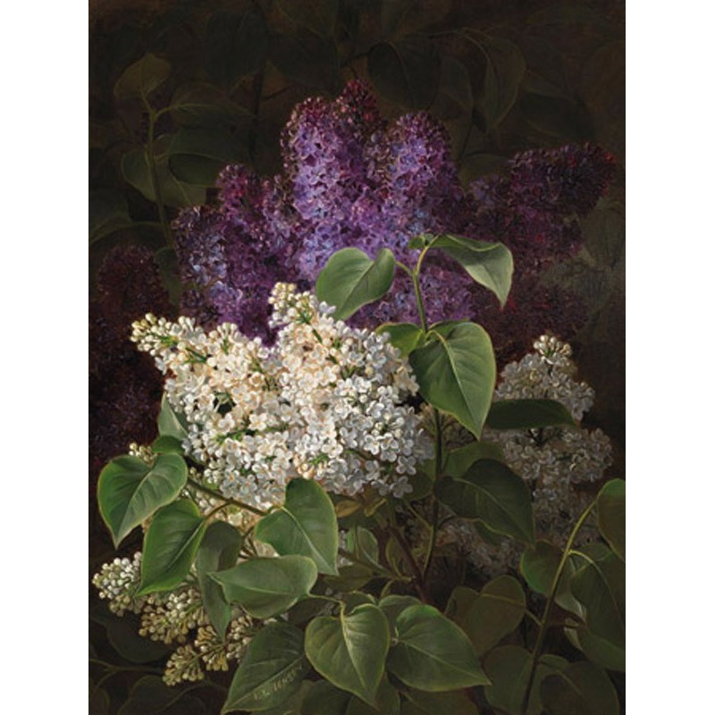 Johan Laurentz Jensen - White and violet lilac