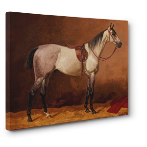 Emil Volkers - Saddled sport horse