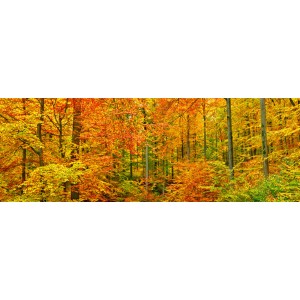 Frank Krahmer - Beech forest in autumn, Kassel, Germany