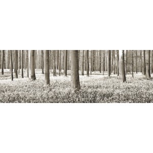 Frank Krahmer - Beech forest with bluebells, Belgium