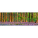 Frank Krahmer - Beech forest with bluebells, Hampshire, England