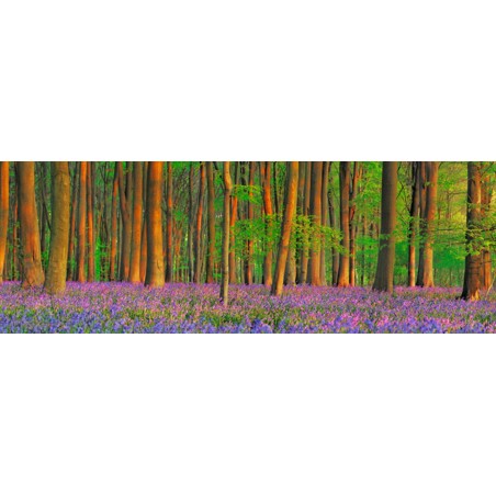 Frank Krahmer - Beech forest with bluebells, Hampshire, England
