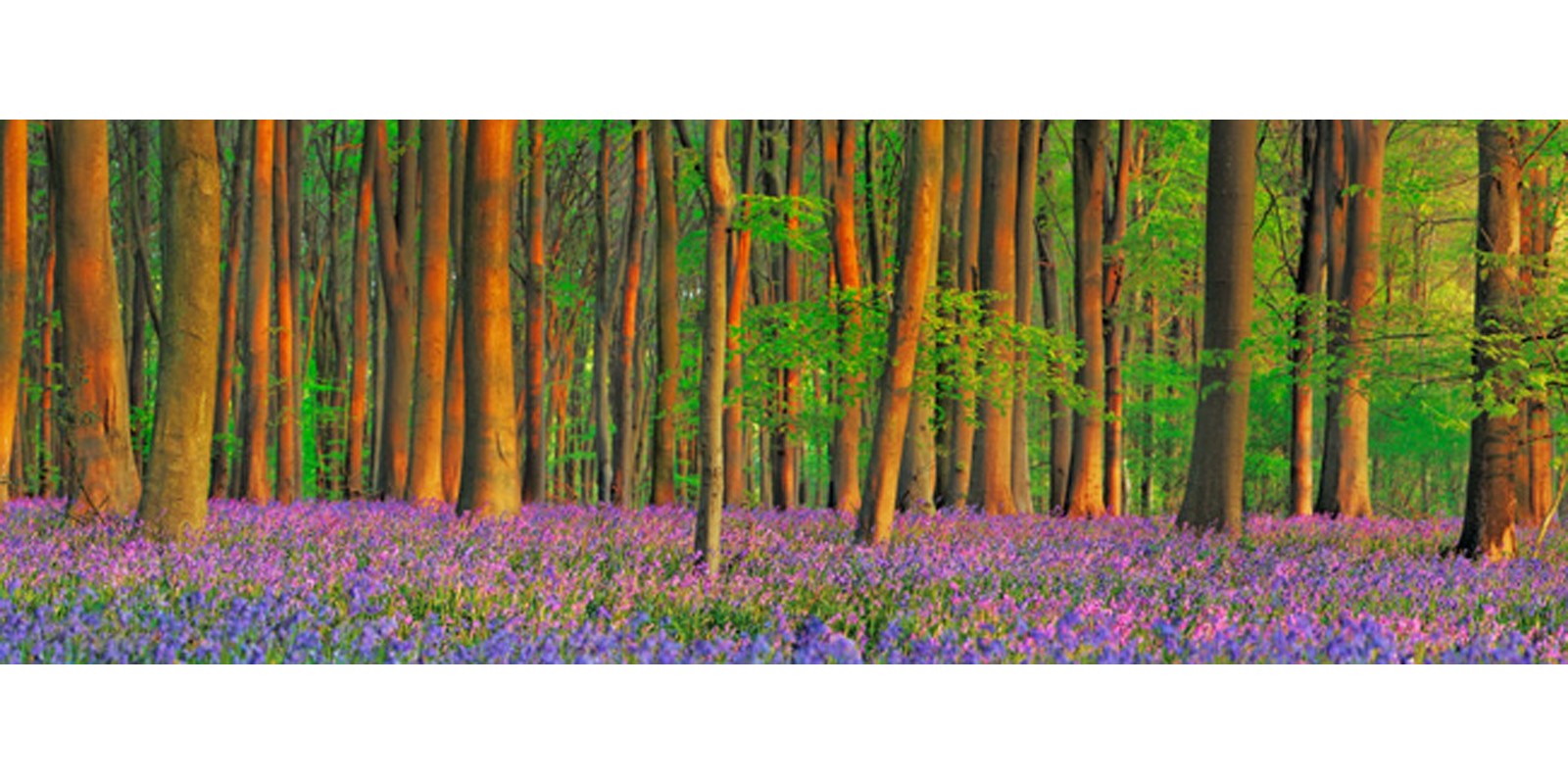 Frank Krahmer - Beech forest with bluebells, Hampshire, England