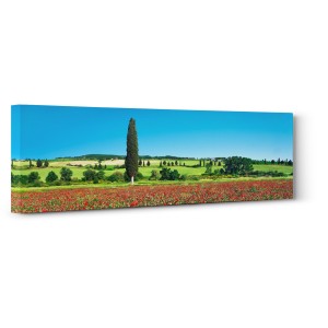 Frank Krahmer - Cypress in poppy field, Tuscany, Italy