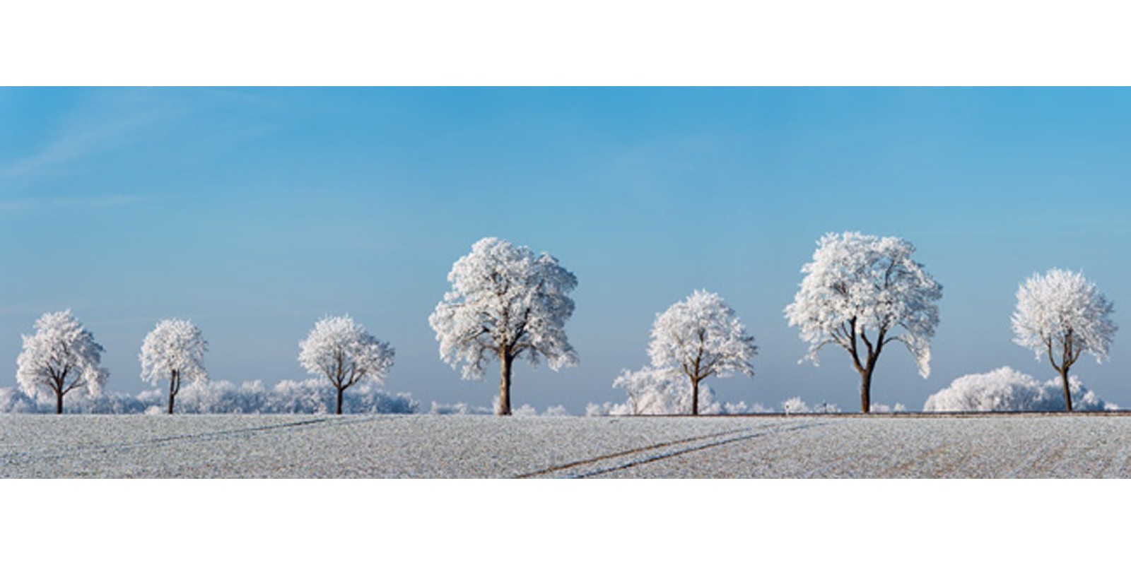 Frank Krahmer - Alley tree with frost, Bavaria, Germany