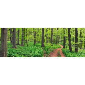 Frank Krahmer - Beech forest, Germany