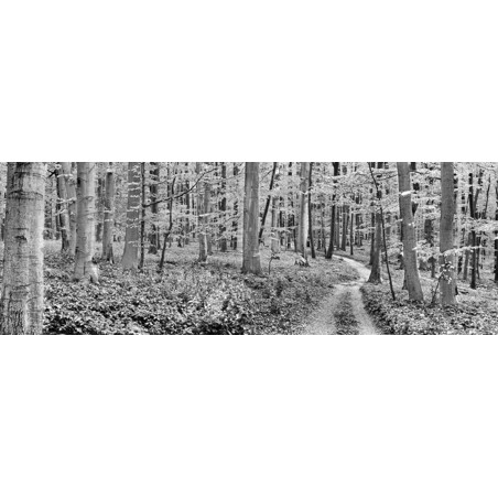 Frank Krahmer - Beech forest, Germany