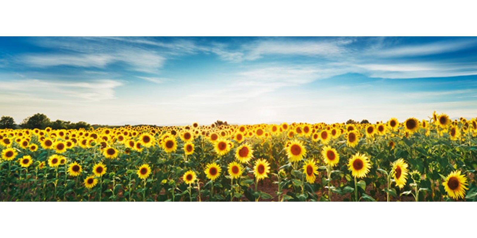 Frank Krahmer - Sunflower field, Plateau Valensole, Provence, France