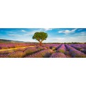 Frank Krahmer - Lavender field and almond tree, Provence, France