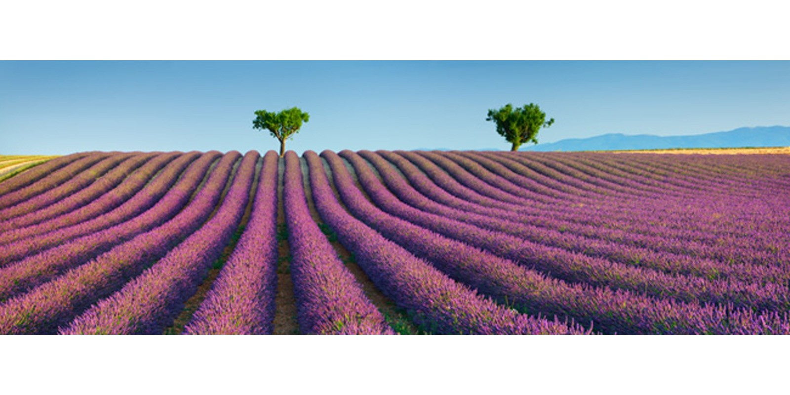 Frank Krahmer - Lavender field, Provence, France