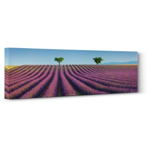 Frank Krahmer - Lavender field, Provence, France