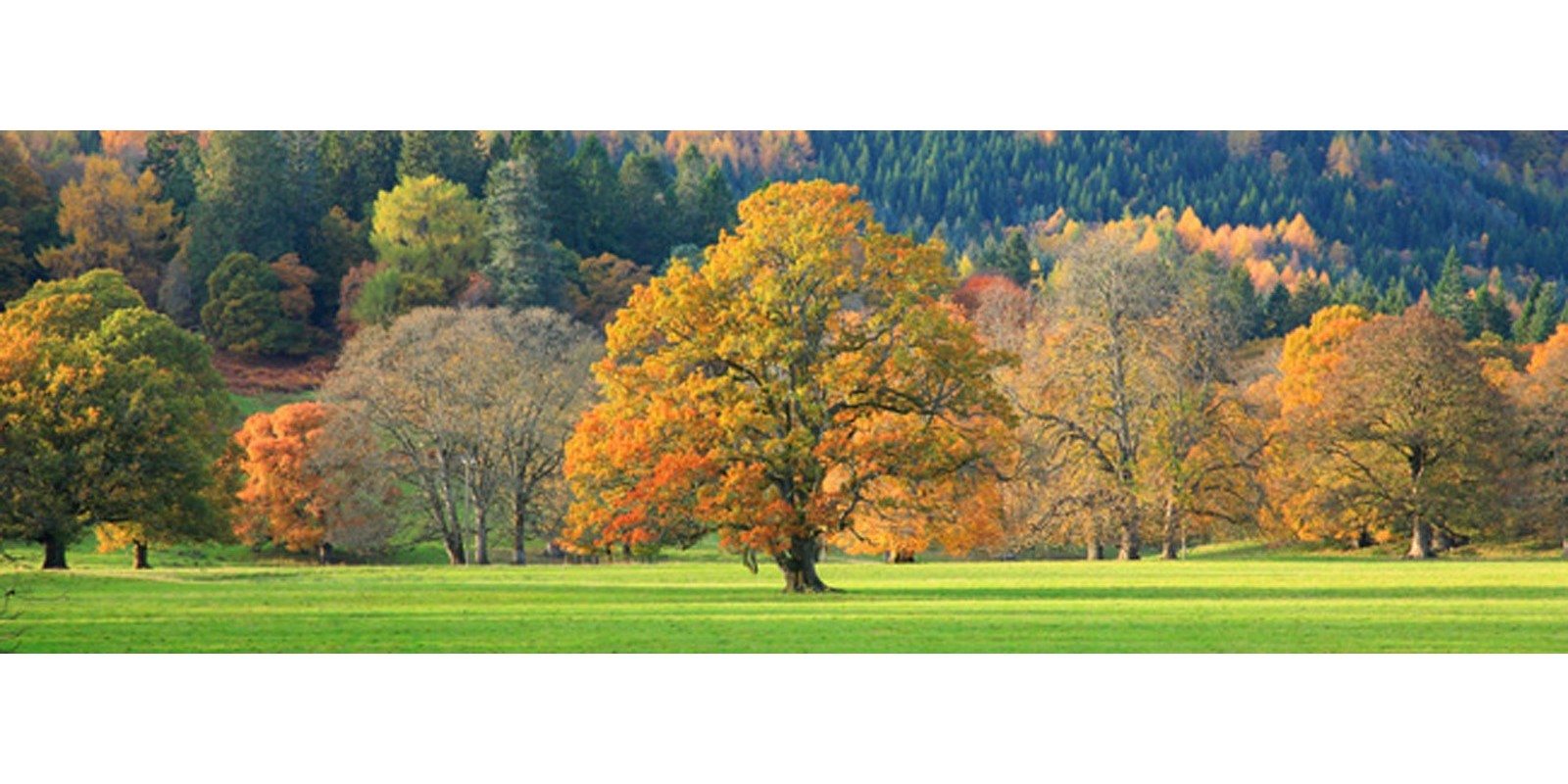 Anonymous - Mixed trees in autumn colour, Scotland