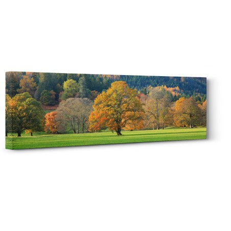 Anonymous - Mixed trees in autumn colour, Scotland