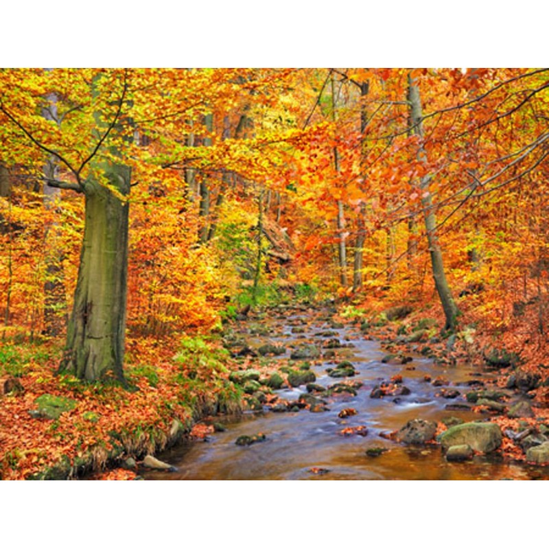 Frank Krahmer - Beech forest in autumn, Ilse Valley, Germany