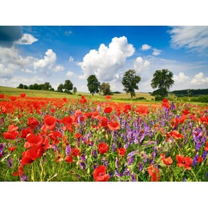 Frank Krahmer - Poppies and vicias in meadow, Mecklenburg Lake District, Germany
