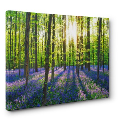 Frank Krahmer - Beech forest with bluebells, Belgium