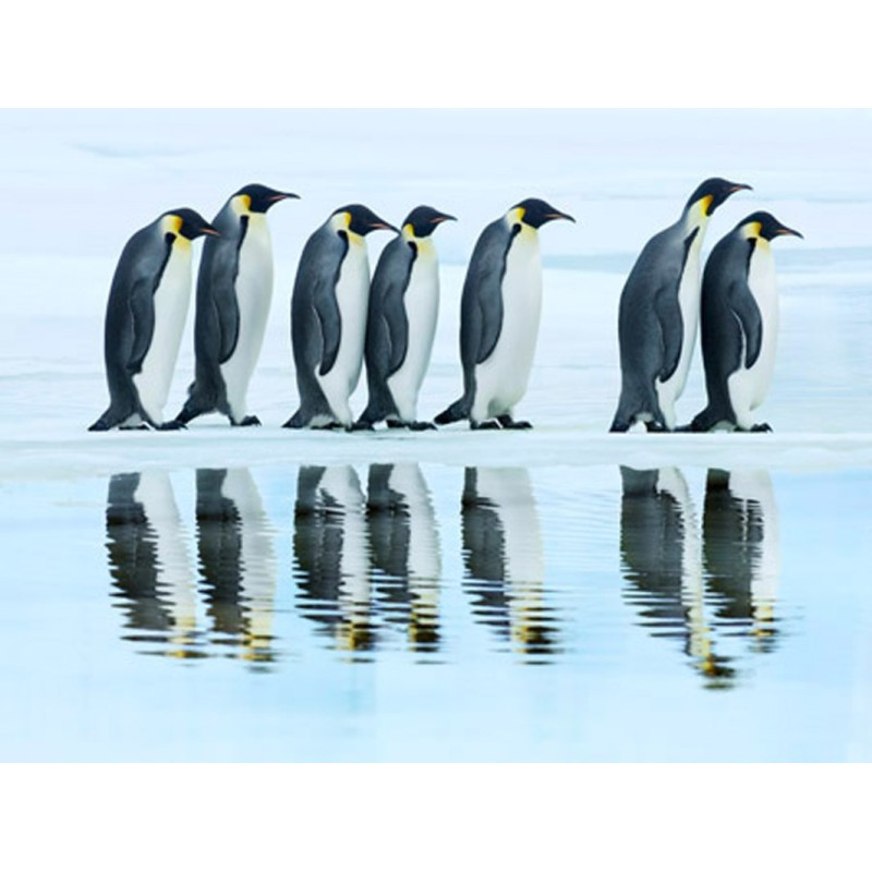 Frank Krahmer - Emperor penguin group, Antarctica