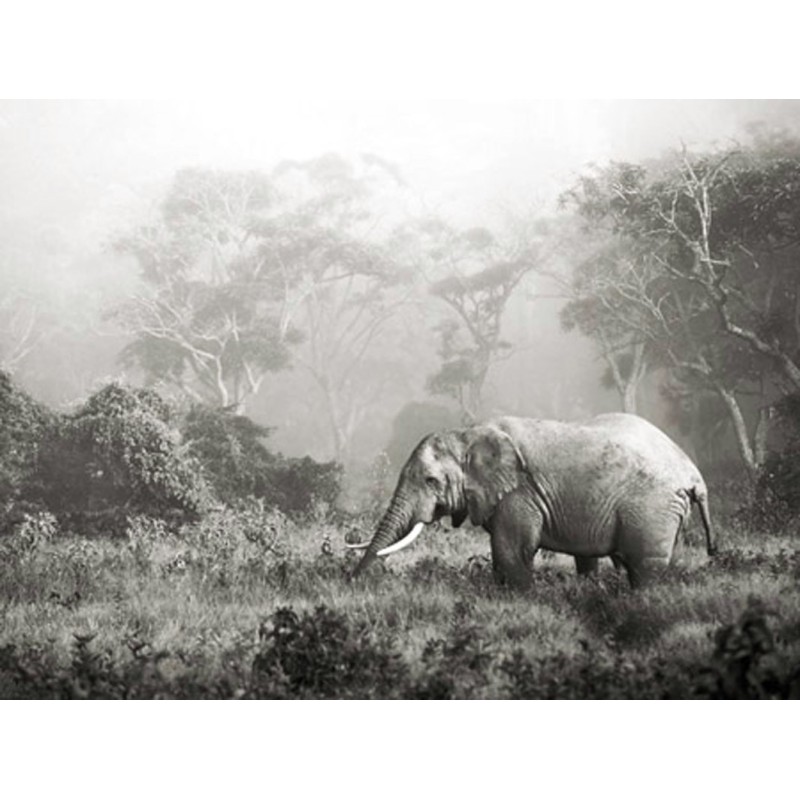 Frank Krahmer - African elephant, Ngorongoro Crater, Tanzania