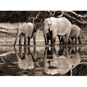 Frank Krahmer - African elephants, Okavango, Botswana
