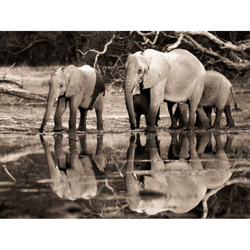 Frank Krahmer - African elephants, Okavango, Botswana