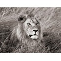 Frank Krahmer - African lion, Masai Mara, Kenya