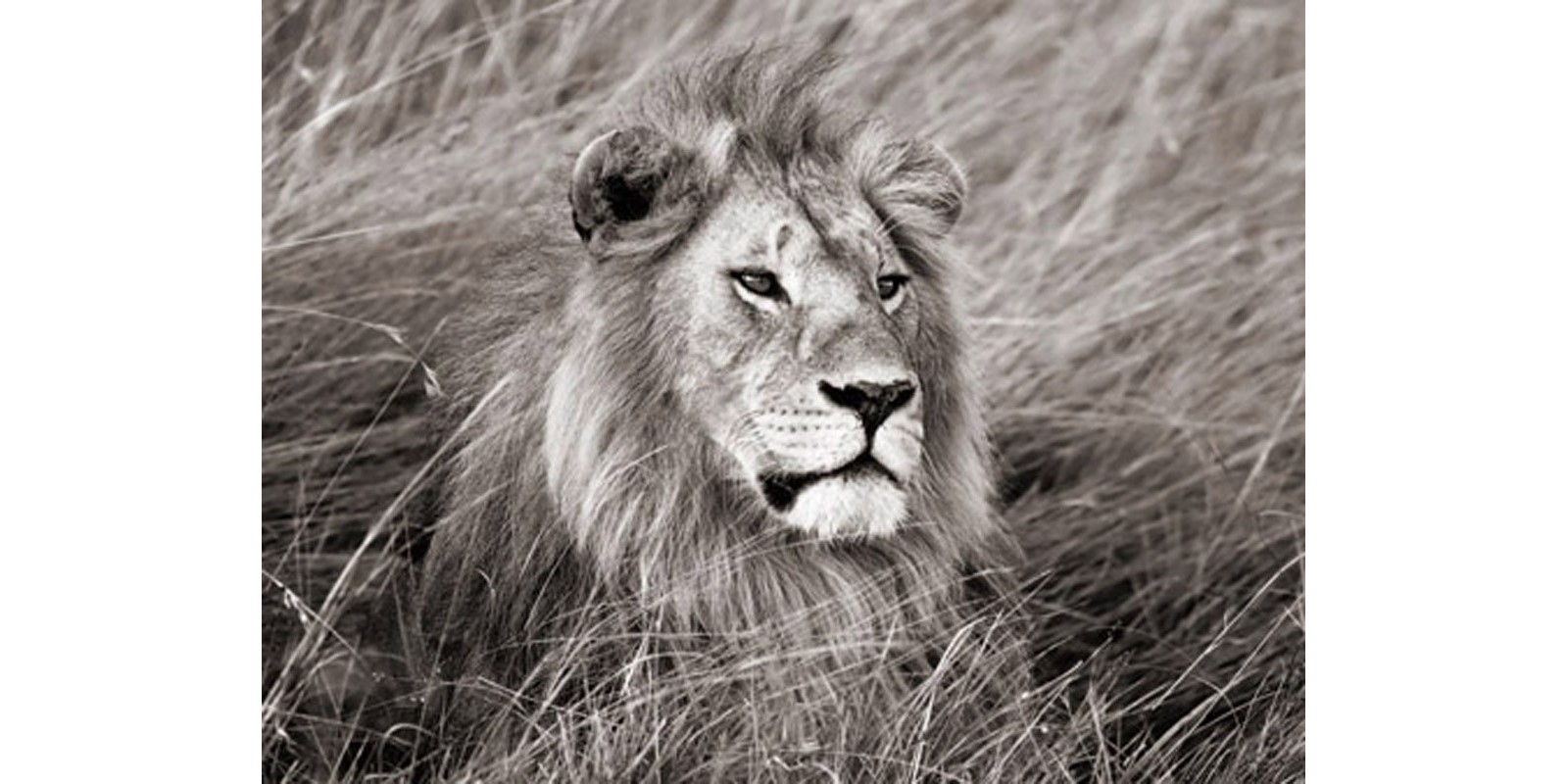 Frank Krahmer - African lion, Masai Mara, Kenya