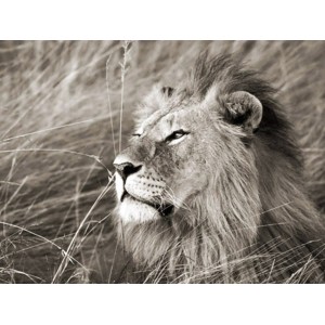 Frank Krahmer - African lion, Masai Mara, Kenya