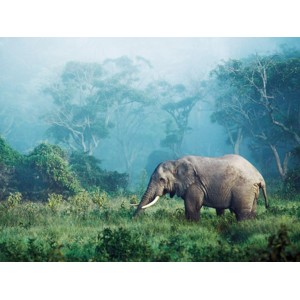 Frank Krahmer - African elephant, Ngorongoro Crater, Tanzania