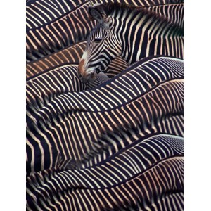 Dli Agency - Zebras in Samburu National reserve, Kenya