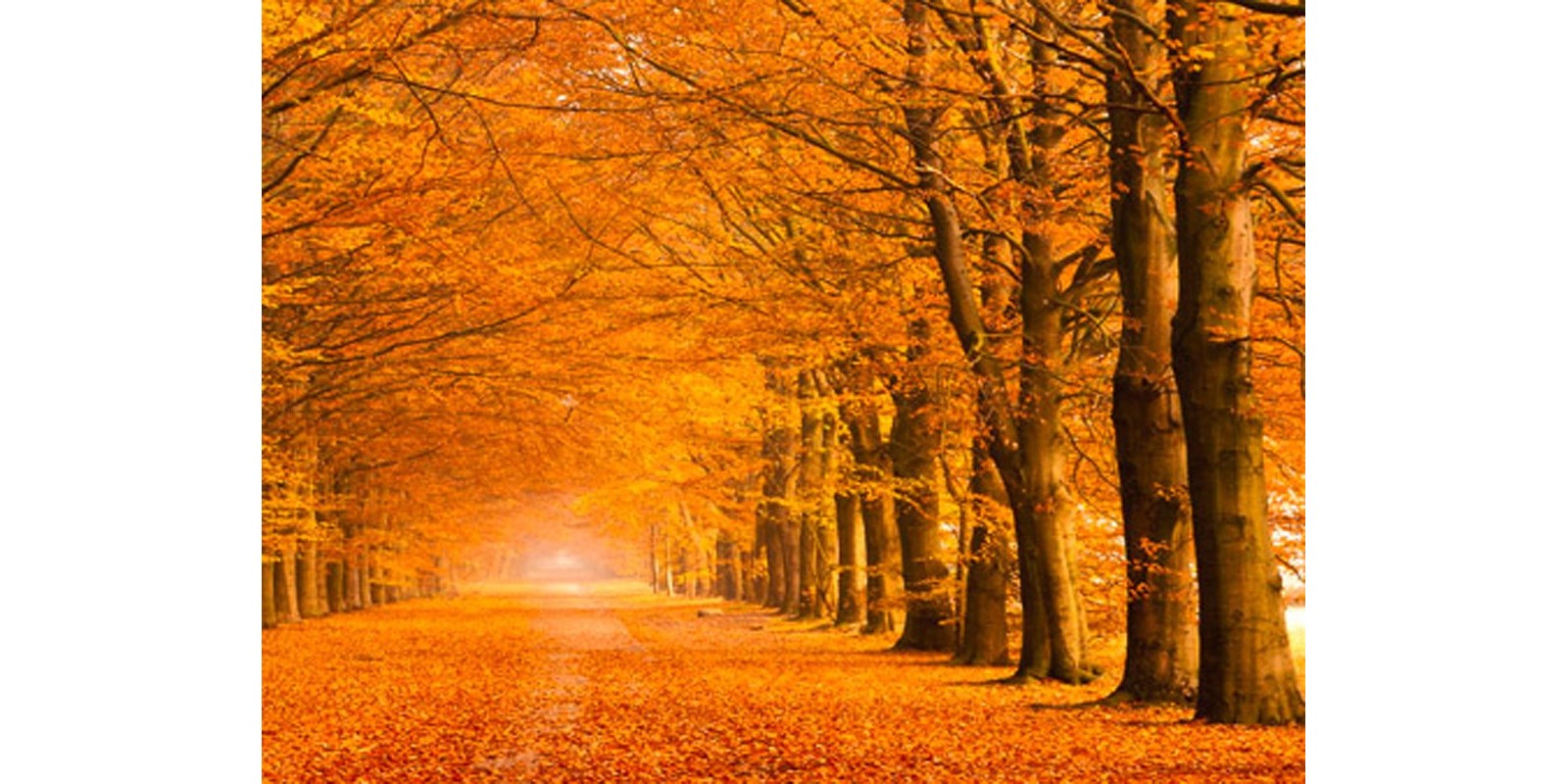 Pangea Images - Woods in autumn