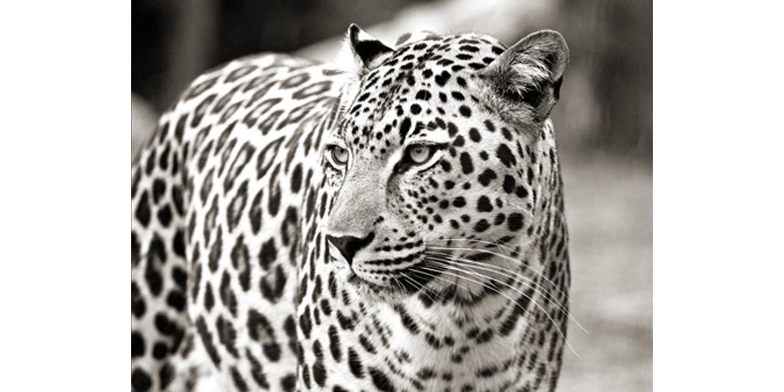 Anonymous - Portrait of leopard, South Africa