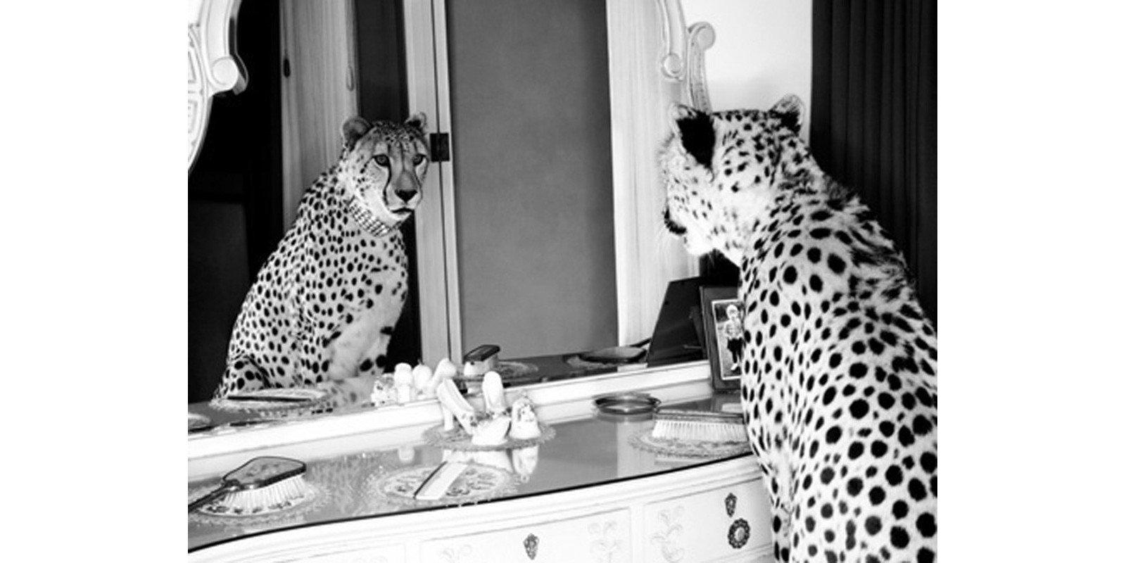 Emma Rian - Cheetah looking in mirror