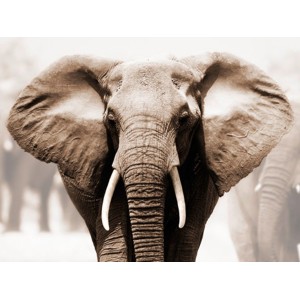 Anonymous - African Elephant