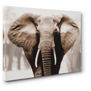 Anonymous - African Elephant