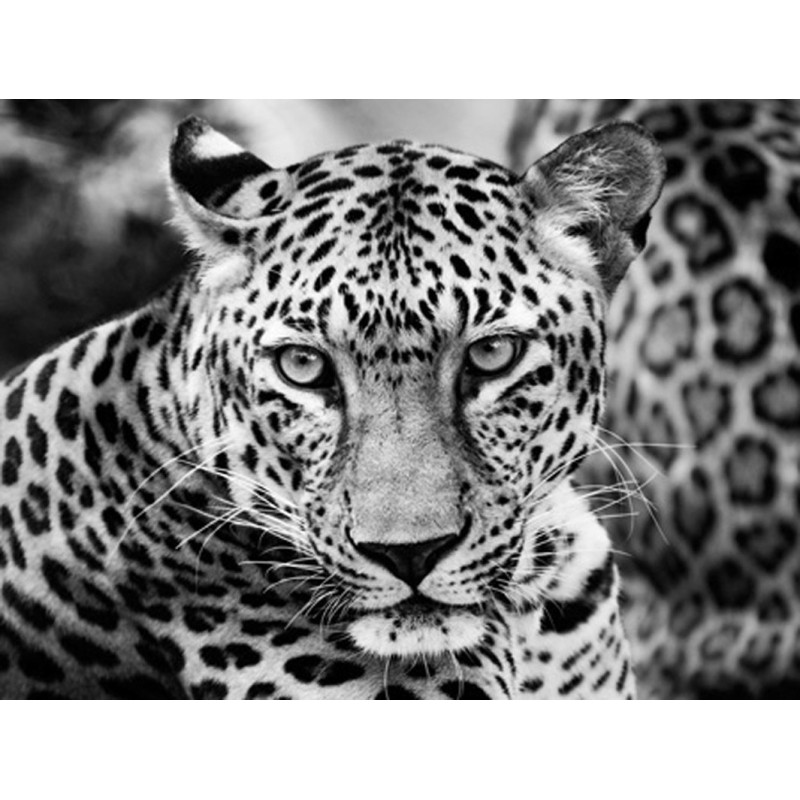 Dimitri Ersler - Young Leopard