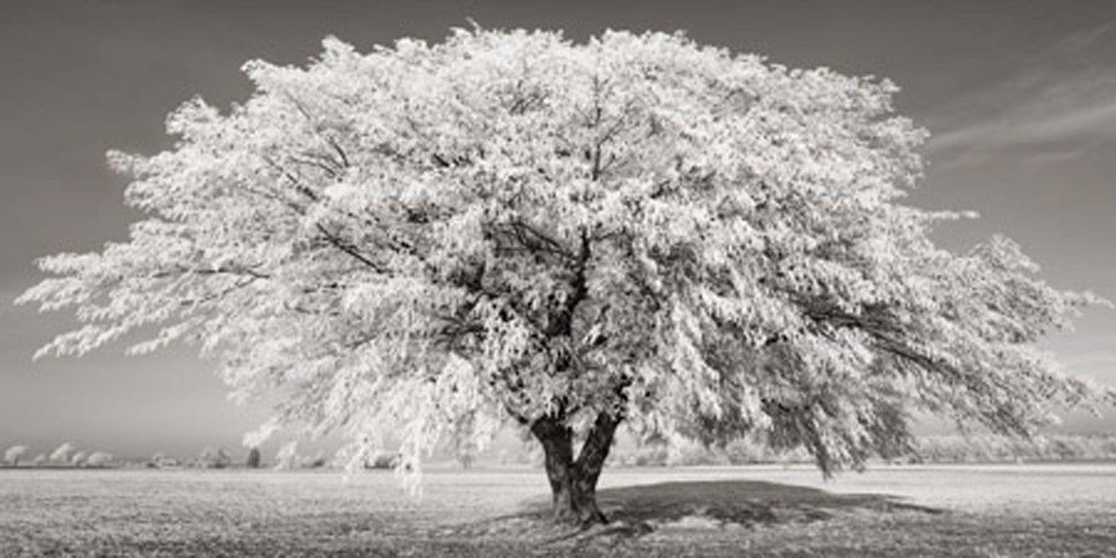 Frank Krahmer - Lime tree with frost, Bavaria, Germany