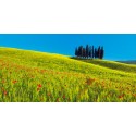 Frank Krahmer - Cypress and corn field, Tuscany, Italy
