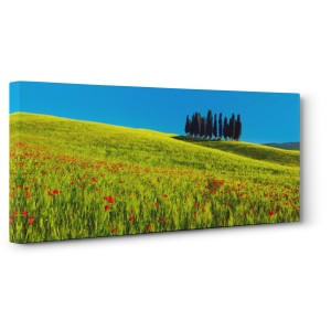 Frank Krahmer - Cypress and corn field, Tuscany, Italy