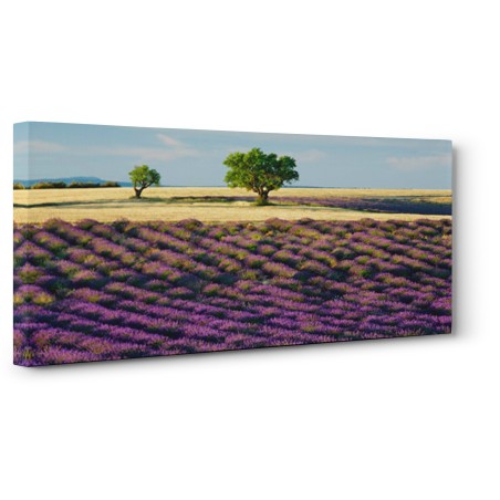 Frank Krahmer - Lavender field and almond tree, Provence, France