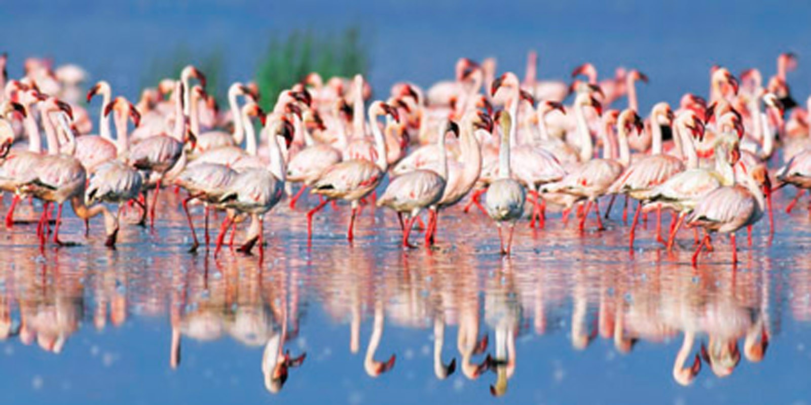 Frank Krahmer - Lesser flamingo, Lake Nakuru, Kenya